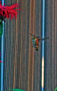 Photo of rufous hummingbird